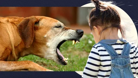 O fetiță din Mehedinți a fost UCISĂ de maidanezul înlănțuit al familiei, în prezența mamei. Criminalul a fost trimis la 