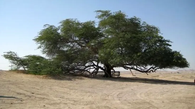 Copacul care crește singur de 400 de ani, în mijlocul deșertului