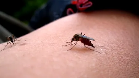 Țânțarul-tigru ajunge în România, purtând peste 20 de virusuri