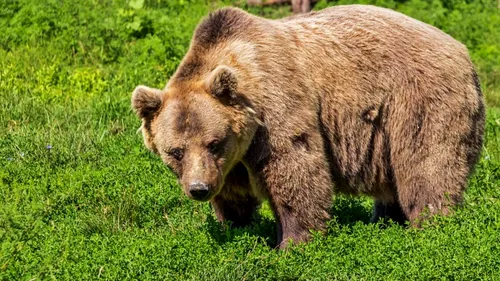 Taur ucis de un urs, într-o comună din Vâlcea. Localnicii au fost avertizați printr-un mesaj RO-Alert de prezența animalului sălbatic