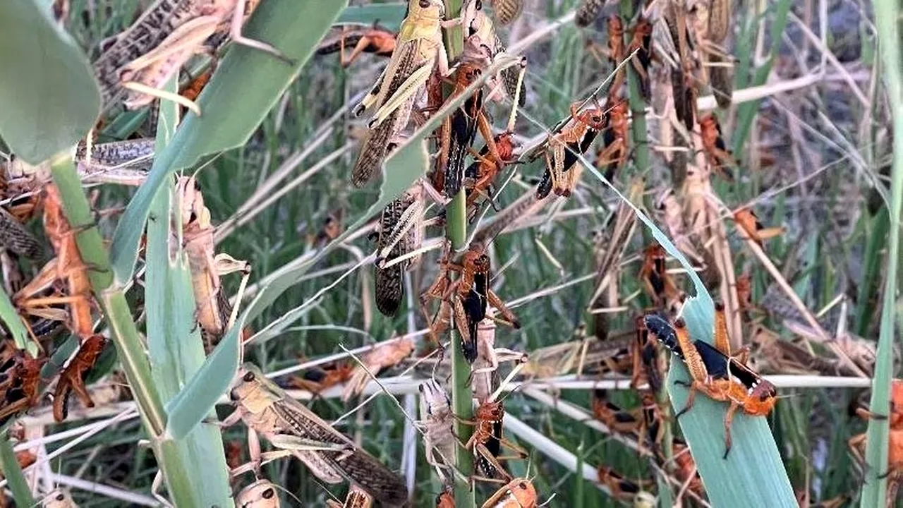 Invazie de lăcuste în județul Tulcea. Hectare întregi de porumb au fost distruse