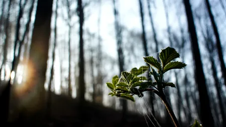 VREMEA. Cum va fi vremea în următoarele două săptămâni și de 1 Mai