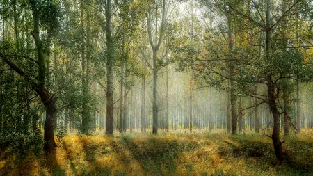 RAPORT FAO. Planeta noastră a pierdut 178 de milioane de hectare de pădure în ultimele trei decenii