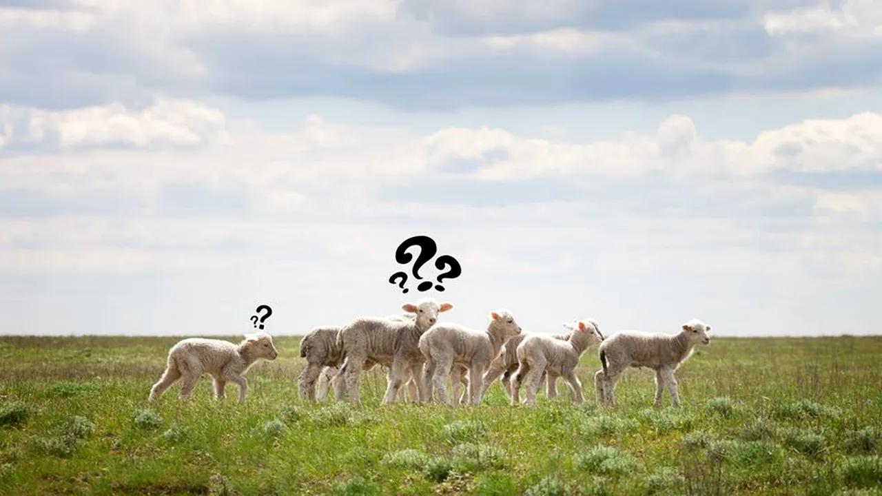 ANUNȚ. „Pot merge să-mi cumpăr miel de Paște?” / Ce răspunde Poliția Română