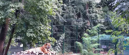 Vizitator al Grădinii Zoologice din Bârlad, ATACAT de un tigru. Care este starea victimei