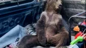 VIDEO | Un pui de urs brun din Turcia s-a intoxicat cu „miere halucinogenă”. Albinele care au produs-o consumaseră nectar dintr-o anumită plantă