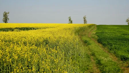 TIMIȘ. Migranți călcați cu tractorul, când dormeau într-un câmp de rapiță