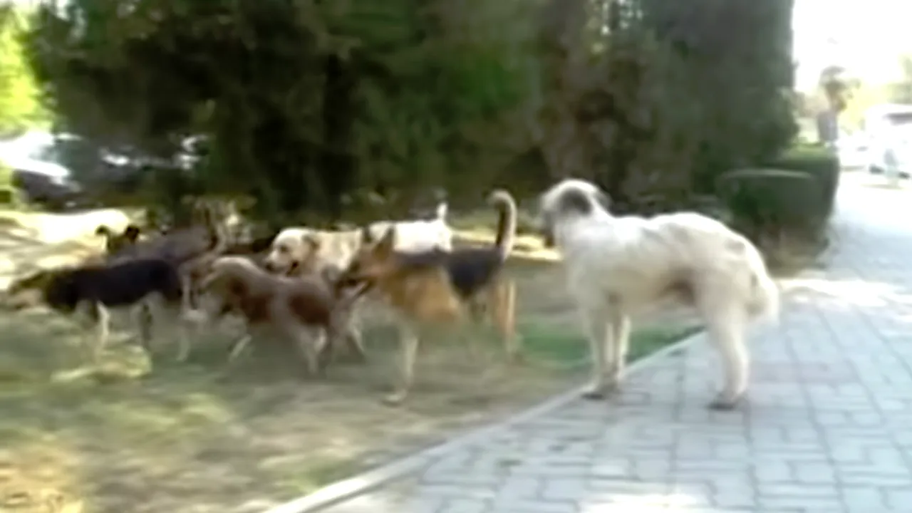 Măsuri EXTREME pentru limitarea PESTEI PORCINE: Zeci de câini vagabonzi ÎMPUȘCAȚI de vânători
