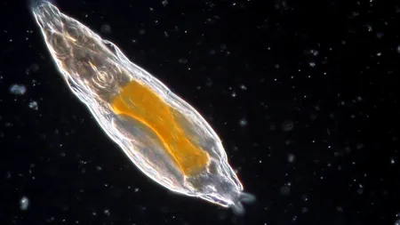 Un organism a revenit la viață după ce a fost înghețat timp de 24.000 de ani în Siberia. Este unul dintre cele mai rezistente creaturi radioactive ale Pământului