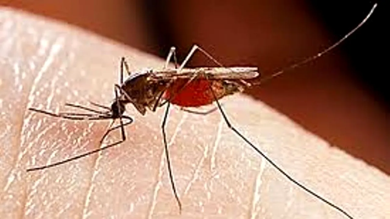 Cât de periculoase sunt înțepăturile de țânțar