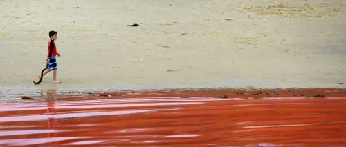 Marea de sânge de pe plajele Australiei. Turiștii, avertizați să stea pe uscat