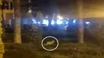O vulpe și-a făcut apariția prin Complexul Studențesc din Timișoara, în zona unui fast-food. Momentul a fost filmat și postat pe rețelele sociale