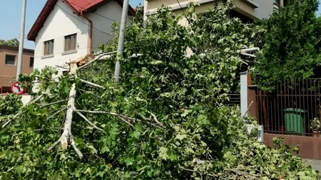 Daniel Tudorache îi transmite Clotildei Armand că se pricepe la scandal, nu la administrație: ”De peste 16 ore zac copacii ăștia pe Dobrogeanu Gherea”