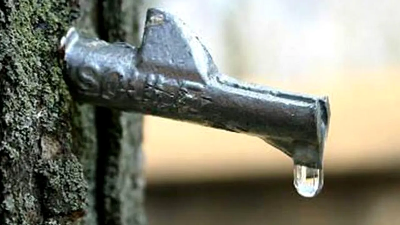 Firmă amendată cu 5.000 de lei după ce un angajat a găurit arțari pentru a obține „elixirul zeilor