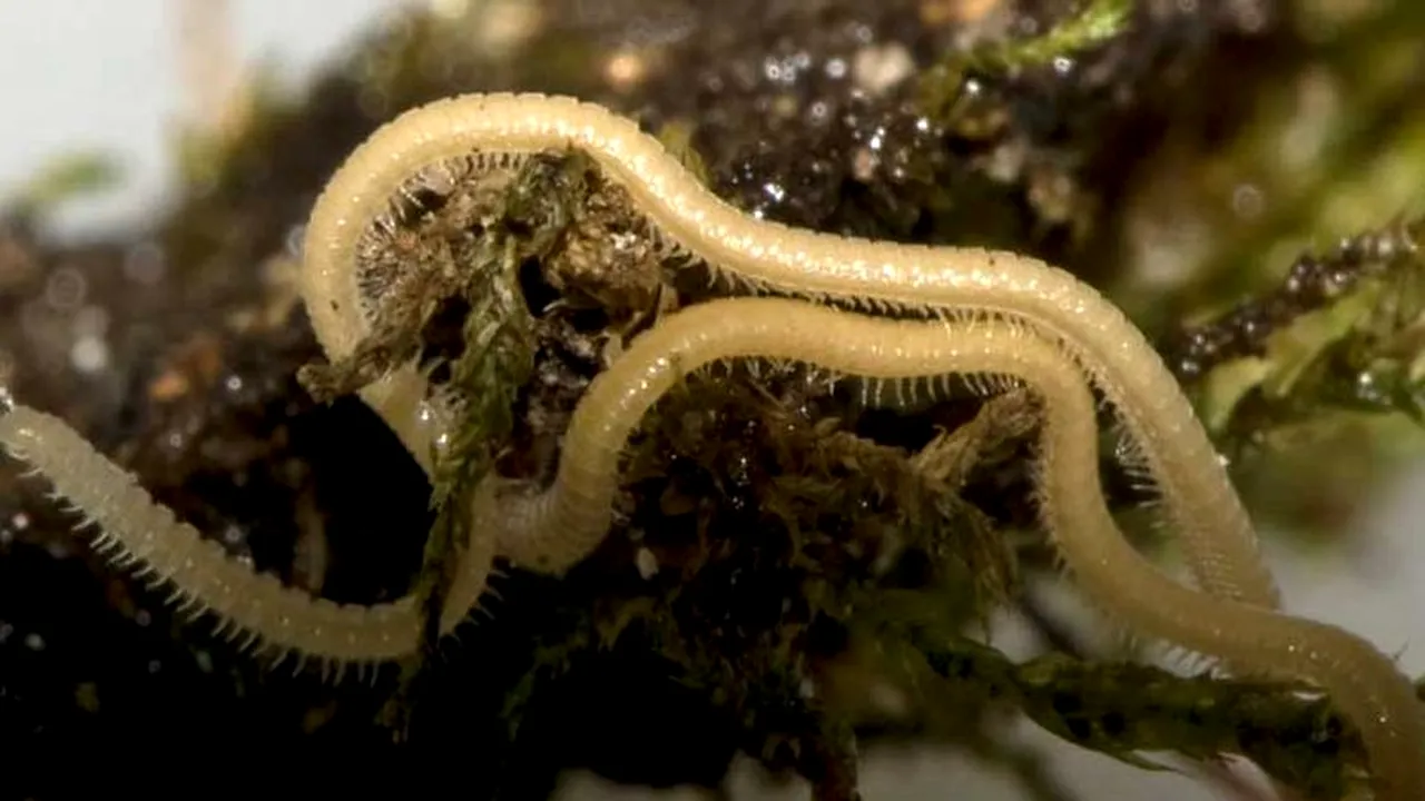 FOTO: Acesta este animalul cu cele mai multe picioare din lume