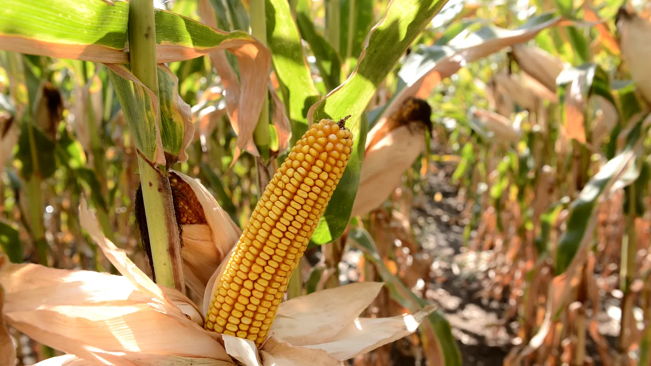 Două femei s-au luat la BĂTAIE pentru un cocean de porumb. Una dintre ele a acuzat că vecina voia să-i facă vrăji