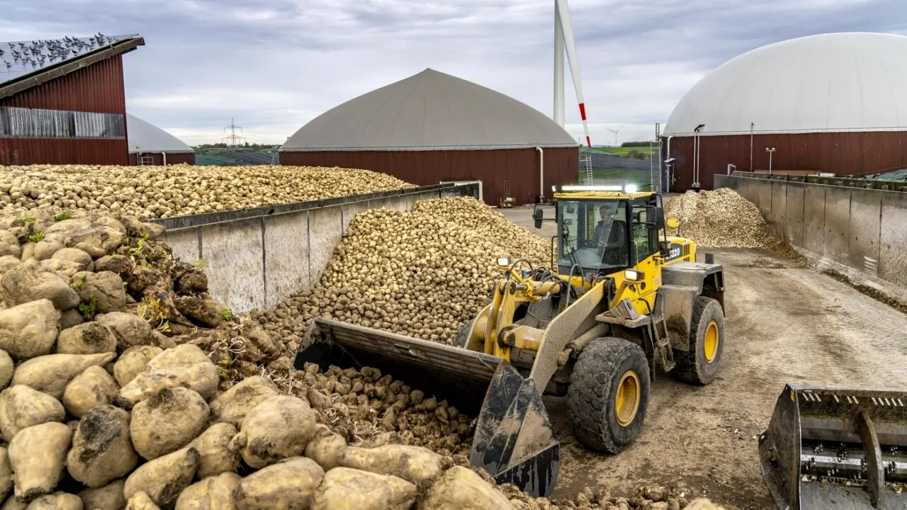 De la o CIUPERCĂ stimulată de schimbările climatice, un producător local a renunțat să cultive sfecla de zahăr. A suferit pierderi de 190.000 euro