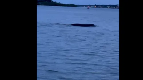 VIDEO | Creatură misterioasă observată într-un lac din Florida. Vietatea avea peste 3 metri și mârâia