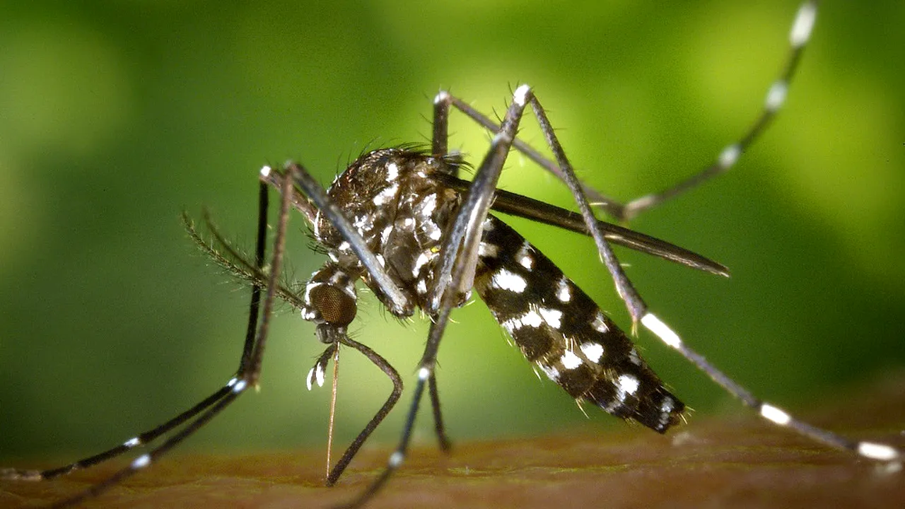 Vitamina care ține țânțarii la distanță