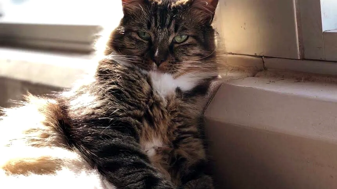 Au adus-o în birou să îi scape de șoareci, dar pisica s-a arătat a fi o adevărată „economistă