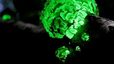 Cele mai bizare 15 fenomene naturale. GALERIE FOTO