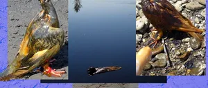 ”BALTA MORȚII” de lângă Ploiești. Imagini șocante cu porumbei negri de păcură, fără suflare sau în agonie, după ce ies din reziduurile petroliere