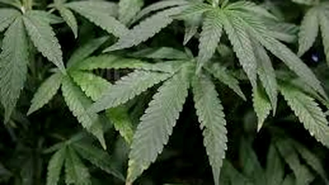 Doi polițiști, prinși în flagrant în timp ce se pregăteau să recolteze din cultura lor de cannabis dintr-o pădure din Arad