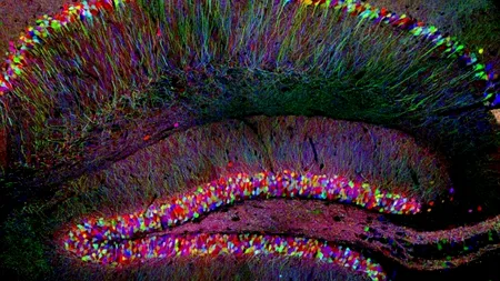 GALERIE FOTO. HARTA 3D a CREIERULUI uman, creată de savanții americani