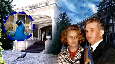 IMAGINI. La 36 de ani de la Revoluție, urmașii păunilor lui Nicolae Ceaușescu se plimbă încă liberi prin grădina reședinței din Primăverii