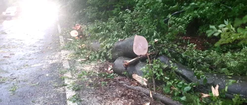 VIDEO | Mai mulți copaci au fost doborâți de vijelii, în Moldova, iar în Ardeal a căzut grindină. Până când sunt valabile avertizările meteorologilor