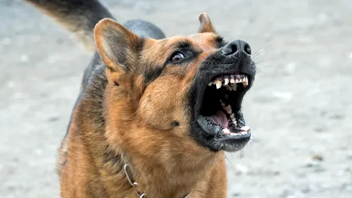 Un bărbat din Ocna Mureș și-a asmuțit câinii asupra unui localnic pe care nu îl cunoștea. Stăpânul lor nu se află la prima faptă de acest gen