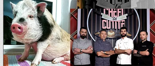 EXCLUSIV | Luna, prima purcelușă din istoria emisiunii „Chefi la cuțite” care nu va fi gătită, ci va face spectacol în fața juraților