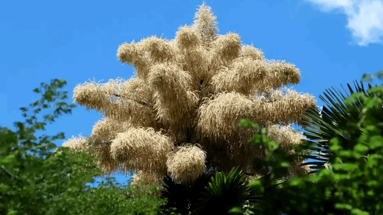 Spectacol unic la Rio. Palmierii care înfloresc o singură dată în viață