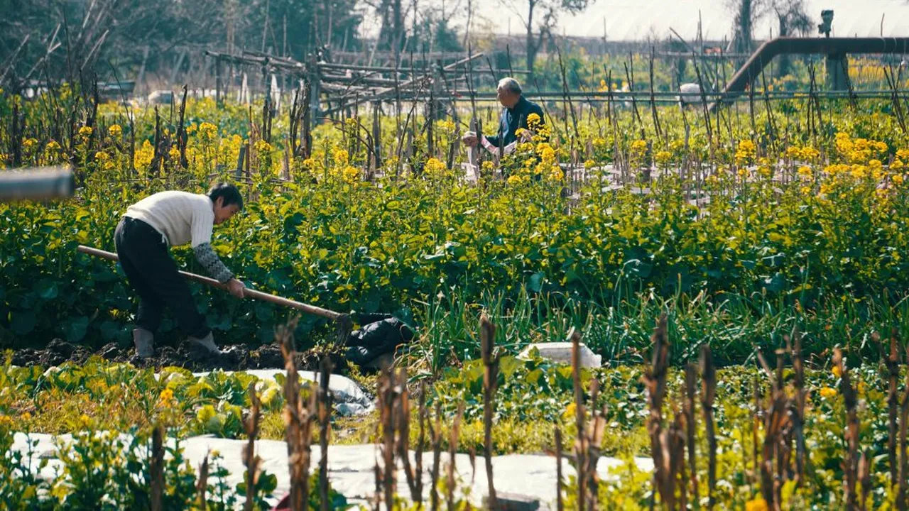 VENIT. Ce înseamnă muncitor sezonier și cum ajungi să lucrezi în afara țării
