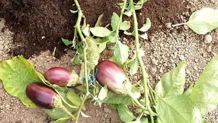 Un agricultor român a dat lovitura: cum arată planta de cartof care a rodit și vinete. GALERIE FOTO