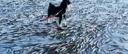 FOTO: Un întreg banc de pești a înghețat în Norvegia