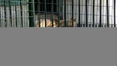 Anchetă privind dispariția a trei pui de leu de la Grădina Zoologică din Craiova. Doi au fost găsiți morți