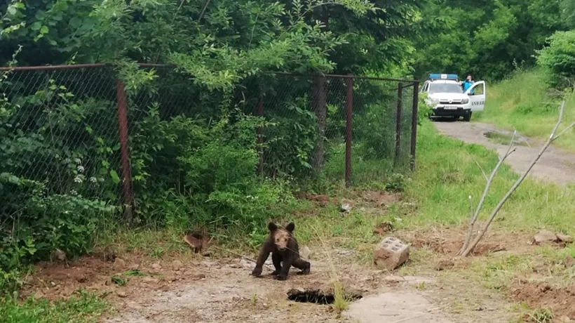 Un pui de urs a murit, iar altul este rănit, după ce au fost loviți de o mașină pe un drum național