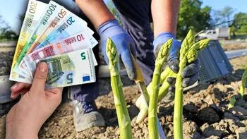 Câți euro câștigă pe oră românii plecați în Germania la cules de sparanghel și căpșuni. Salariile ar putea fi modificate din 2026