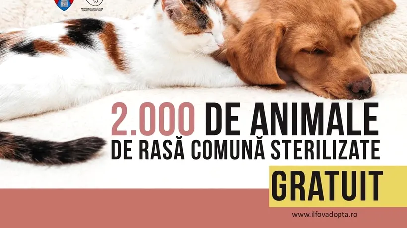 Peste 2000 de animale de rasă comună au fost sterilizate gratuit în Ilfov (P)