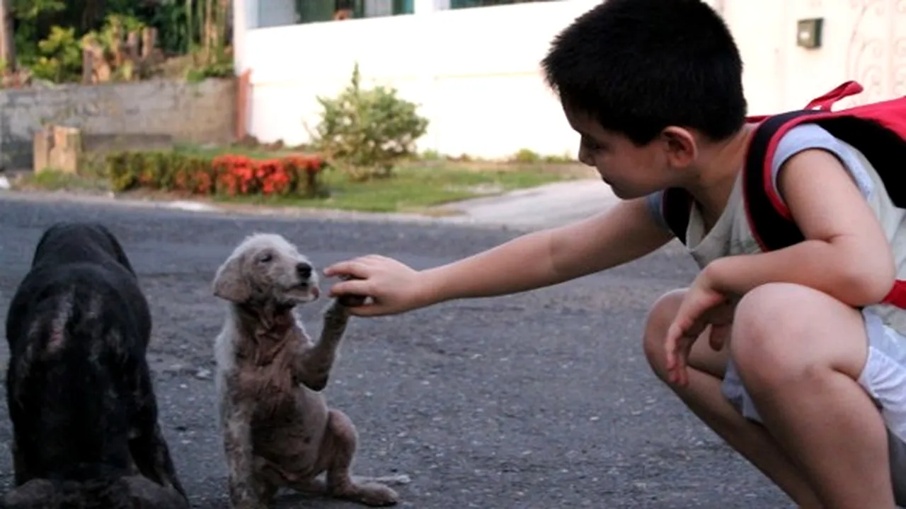 Târg de adopții pentru câini maidanezi, în cetatea istorică din Alba Iulia