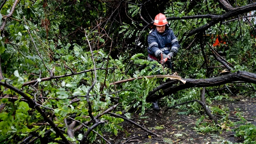 Suceava: Două persoane au murit după ce un copac rupt de vânt a căzut peste ele