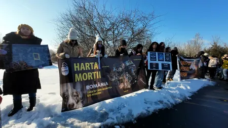 Românii au ieșit în stradă pentru drepturile animalelor. Protest la Parlament împotriva tragediei celor 15.000 de câini eutanasiați la Suraia