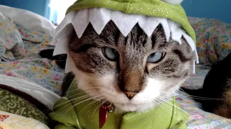 Spangles, motanul sașiu care face furori pe Internet. GALERIE FOTO