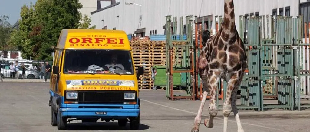 GALERIE FOTO. O girafă a gonit pe străzile unui orășel italian după ce a fugit de la circ