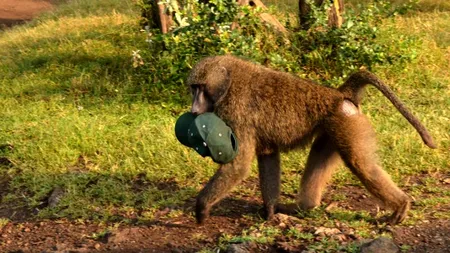 MEDIAFAX ZOOM. Safari în Africa