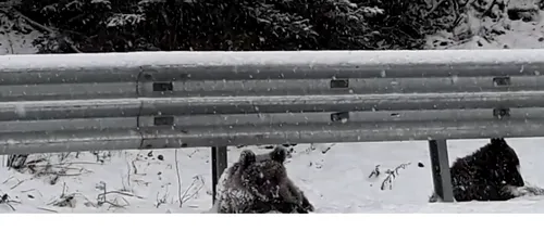 VIDEO Doi pui de urs, surprinși jucându-se la marginea unui drum din Vrancea. Asociație: Exista riscul sa ne trezim cu ei accidentați de vreo mașină 