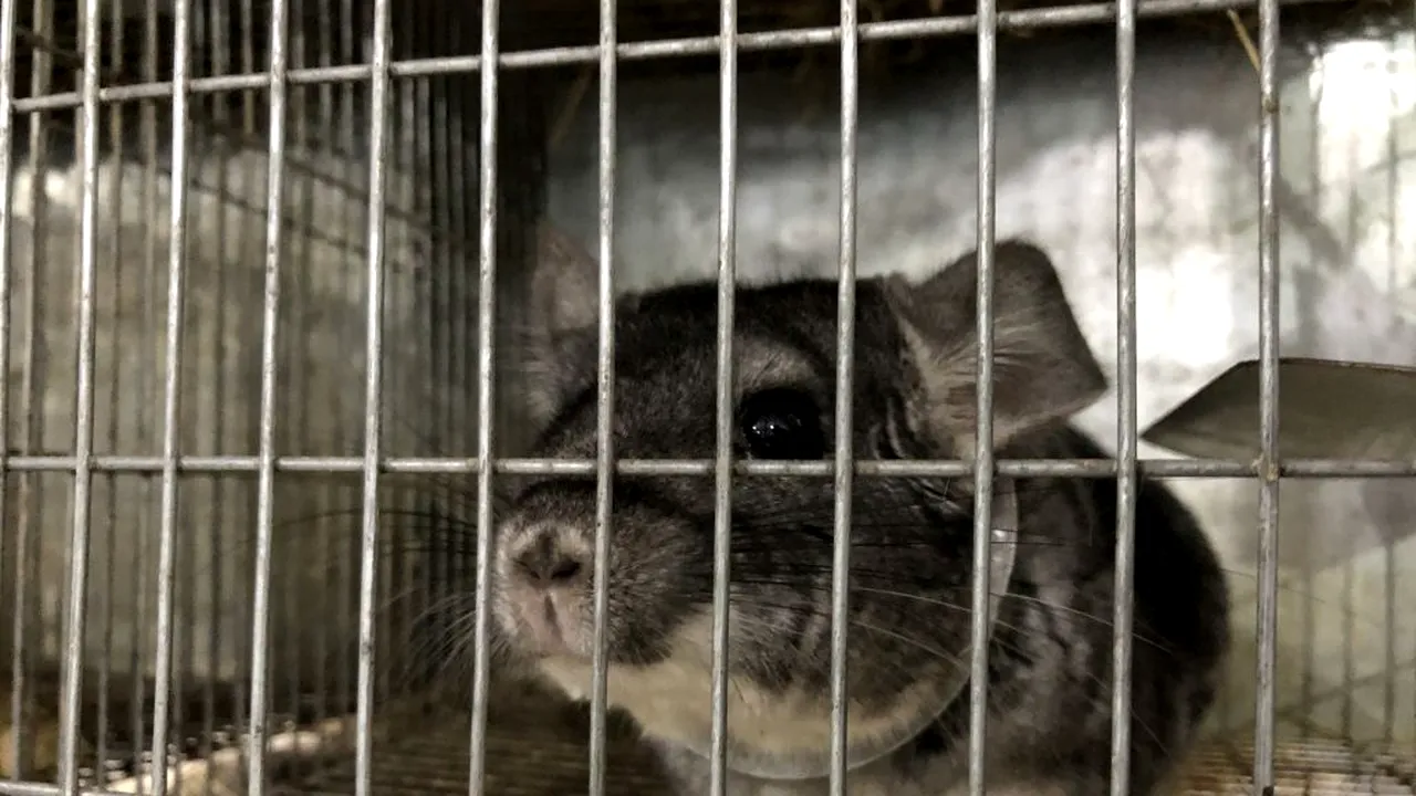 Doi tineri din Beclean au investit DARUL de nuntă în ȘINȘILE și vând blana în DANEMARCA