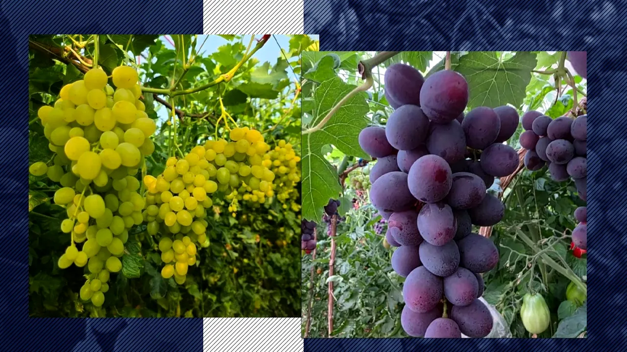 Strugurii de seră din Buzău au ajuns pe piață. Singura concurență, Ecuador