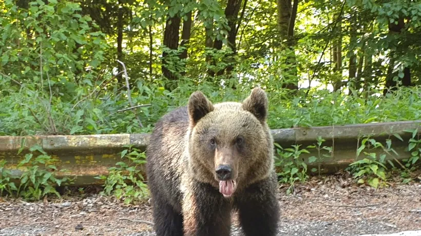 Harghita: Un urs a fost ÎMPUȘCAT după ce a intrat în curtea unui liceu. „Animalul devenise agresiv”